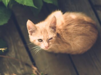 11 bonnes raisons d&rsquo;avoir une assurance pour votre chat