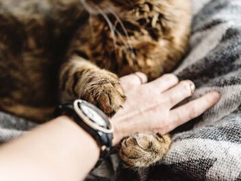 5 bons gestes en cas de griffure de chat !