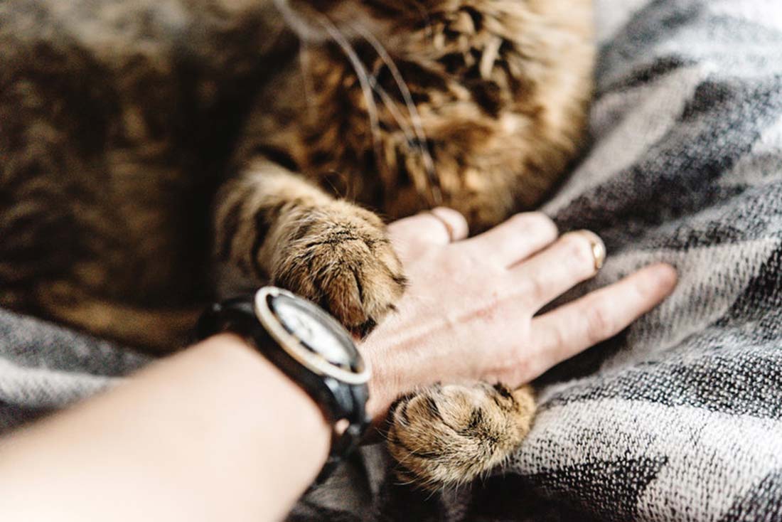 5 bons gestes en cas de griffure de chat !