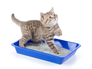 Votre chat disperse de la litière partout ? Découvrez tous nos conseils