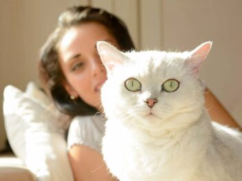 5 signes qui montrent que votre chat vous fait confiance
