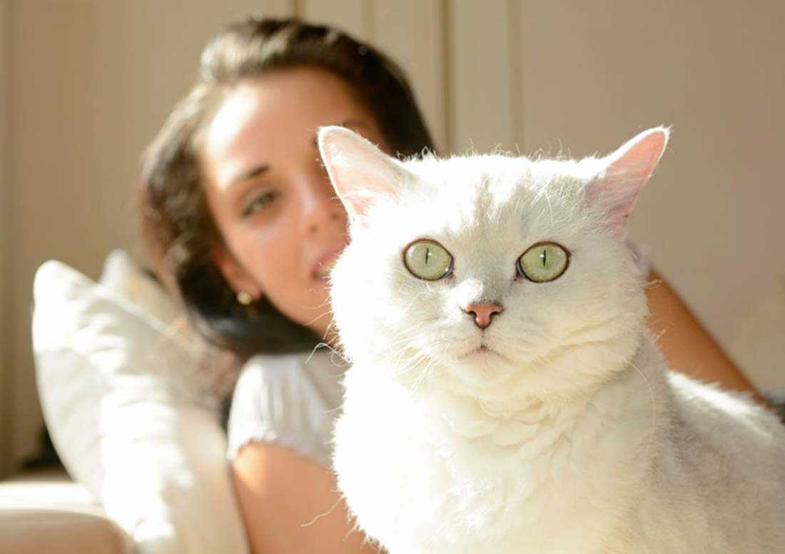 5 signes qui montrent que votre chat vous fait confiance