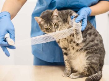 5 causes d&rsquo;accidents domestiques pour votre chat