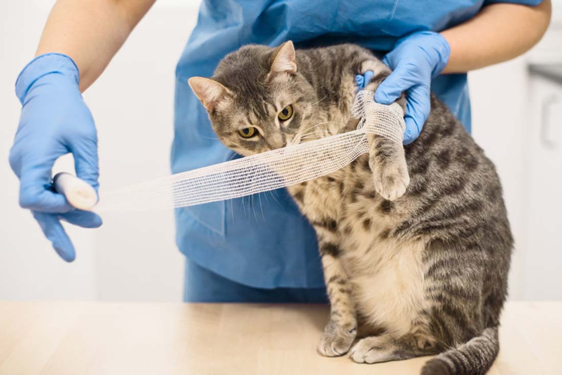 5 causes d&rsquo;accidents domestiques pour votre chat