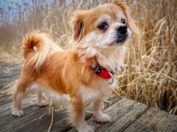 Une éducatrice explique qu’il ne faut pas promener son chien tous les jours !