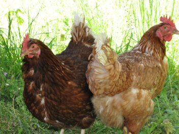 Avoir des poules pondeuses dans son jardin – Ce qu&rsquo;il faut savoir