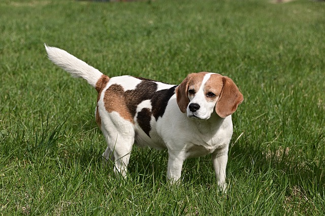 races de chiens moins chères