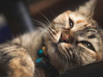 8 conseils indispensables pour protéger votre chat de la chaleur