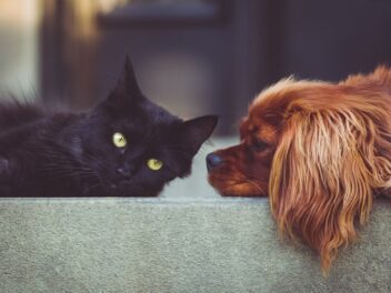 5 races de chat qui agissent comme des chiens !