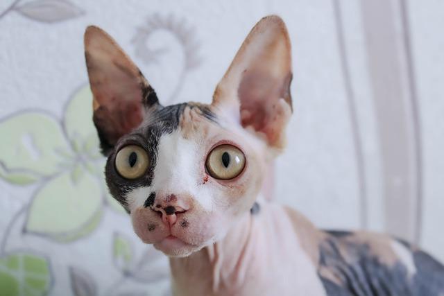 races de chat qui sortent pas