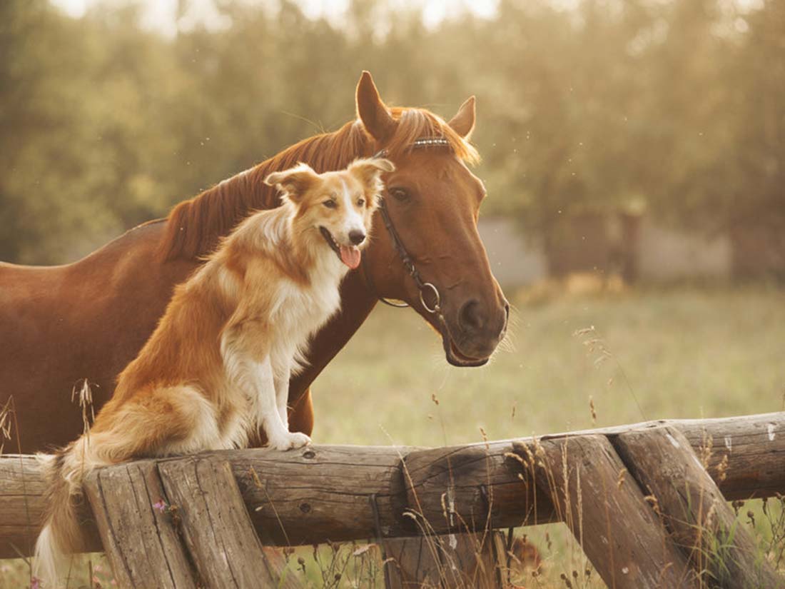 8 races de chiens compatibles avec un cheval