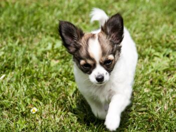 Les 3 races de chien qui sont les moins chères