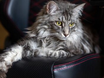 Les 3 races de chat qui demandent beaucoup d’entretien