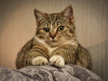 Les 3 races de chat qui ne détruisent pas les meubles !