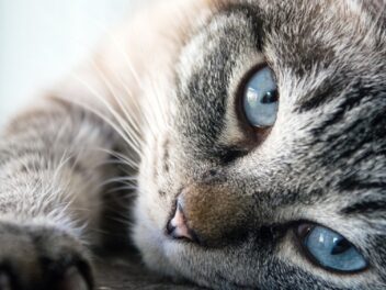 Les 5 races de chat les plus gentilles