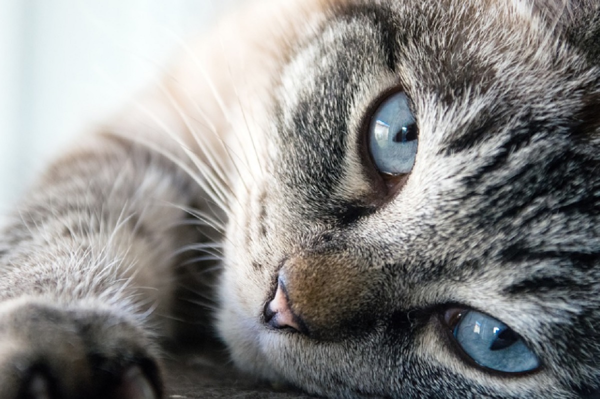 Les 5 races de chat les plus gentilles