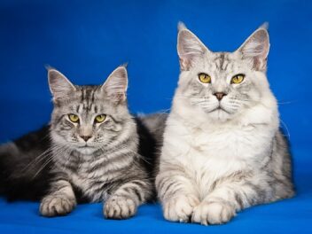 5 races de chat les moins souvent malades