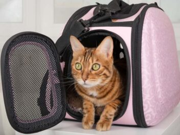 Les 3 races de chats qui aiment bien voyager