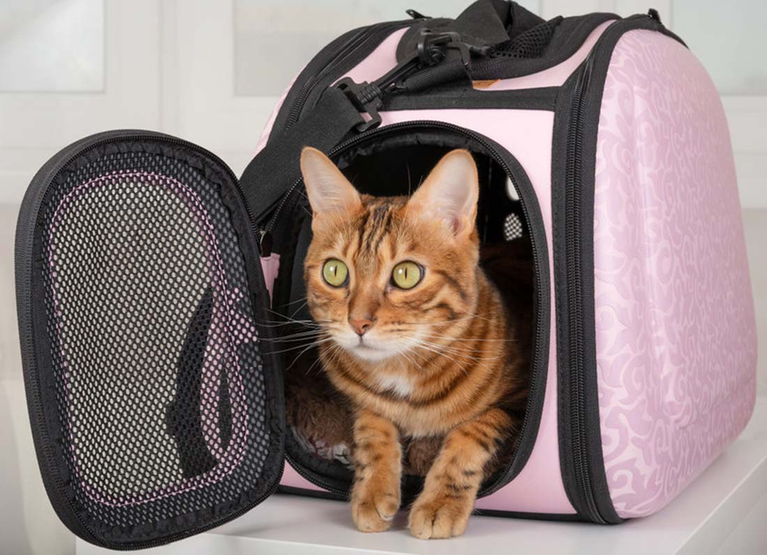 Les 3 races de chats qui aiment bien voyager