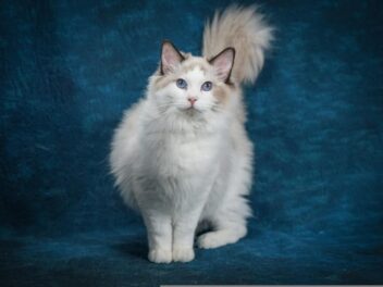 Les 3 races de chat qui ne sortent pas !