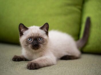 3 races de chat qui restent petites toute leur vie