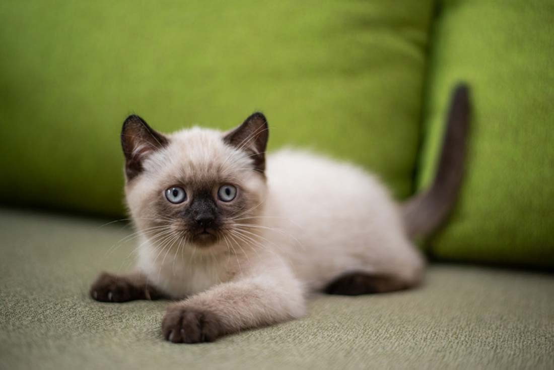 3 races de chat qui restent petites toute leur vie