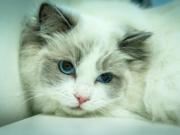 Les 3 races de chat qui n’aiment pas la solitude