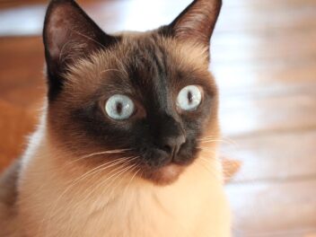 Les 3 races de chat qui sont les plus jalouses