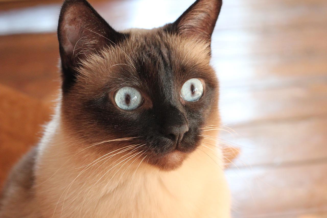 Les 3 races de chat qui sont les plus jalouses