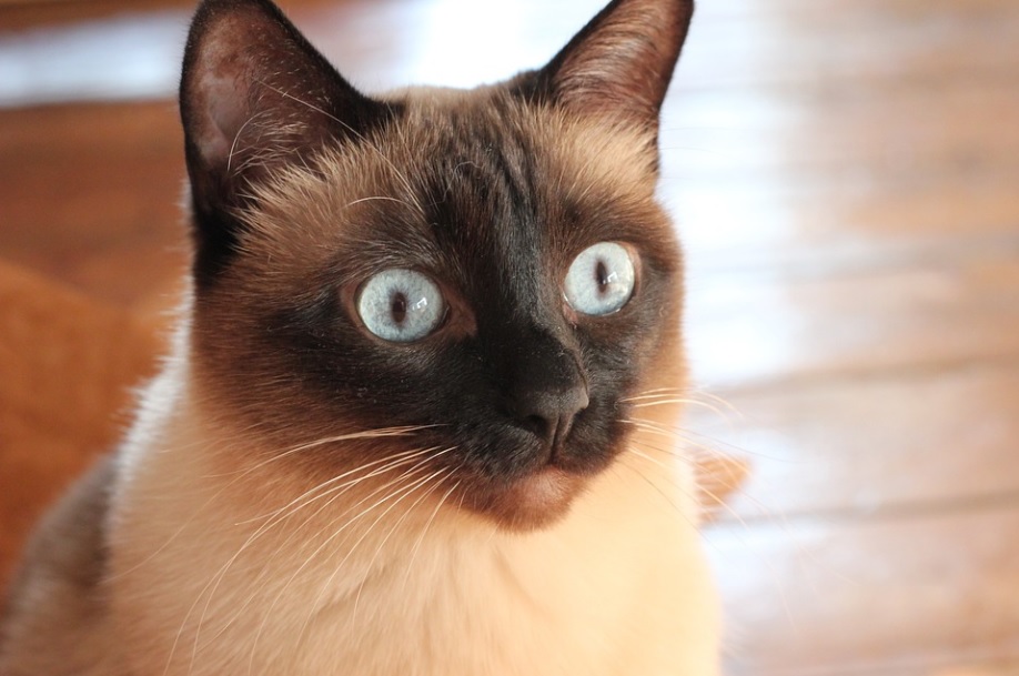 race de chat les moins souvent malades