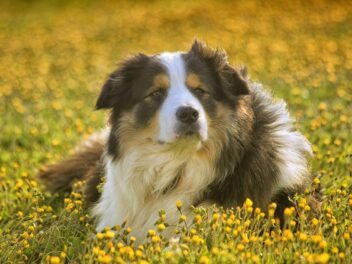 Les 5 races de chiens les moins souvent malades