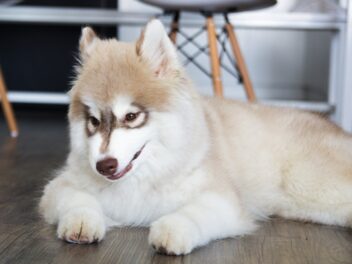 Les 3 races de chien qui ne sentent pas mauvais !