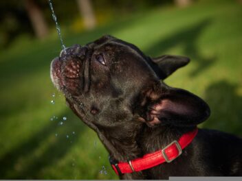 Les 3 races de chien qui ne supportent pas la chaleur