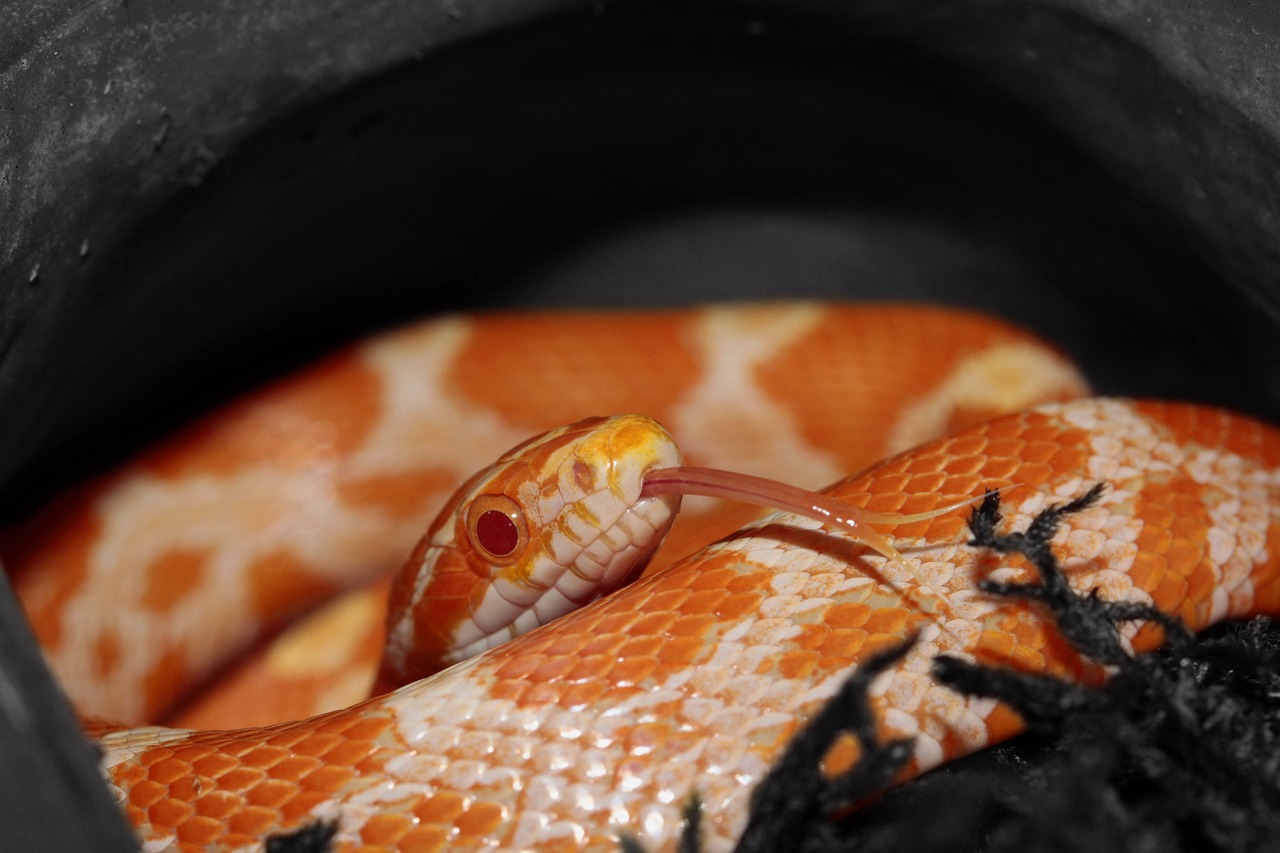 serpent des blés