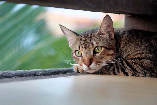 signes que votre chat se sent seul