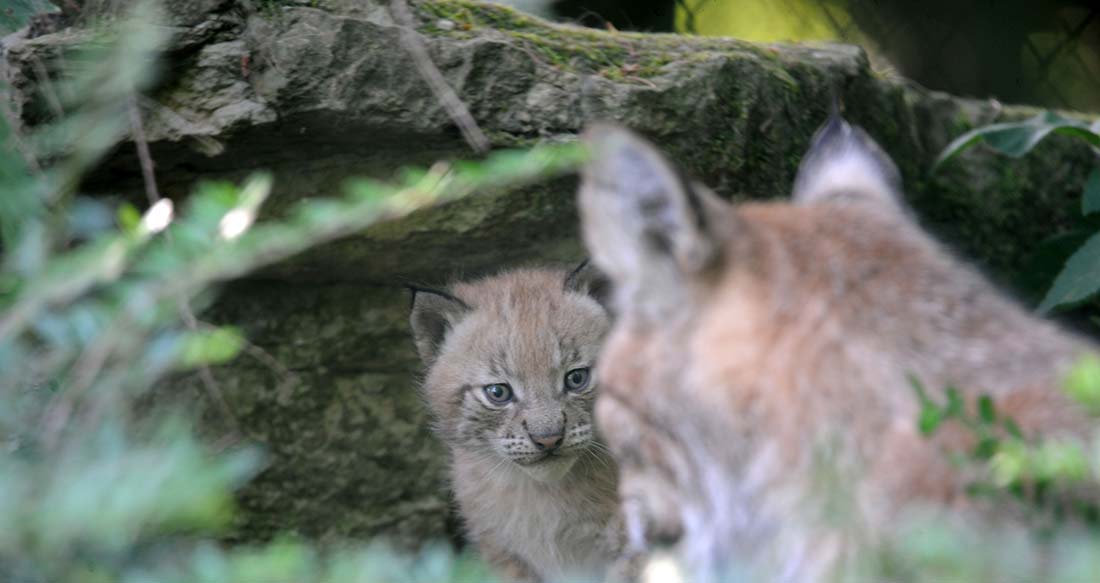 Naissance bébés lynx au zoo de Servion