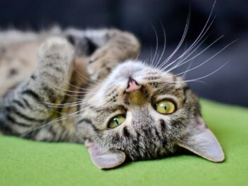 Votre chat est-il en bonne santé ? 5 signes à contrôler