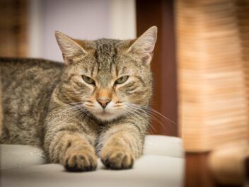 Plusieurs études montrent que votre chat pourrait bien finir par vous manger