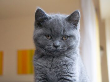 Chat gris : Les 7 plus belles races