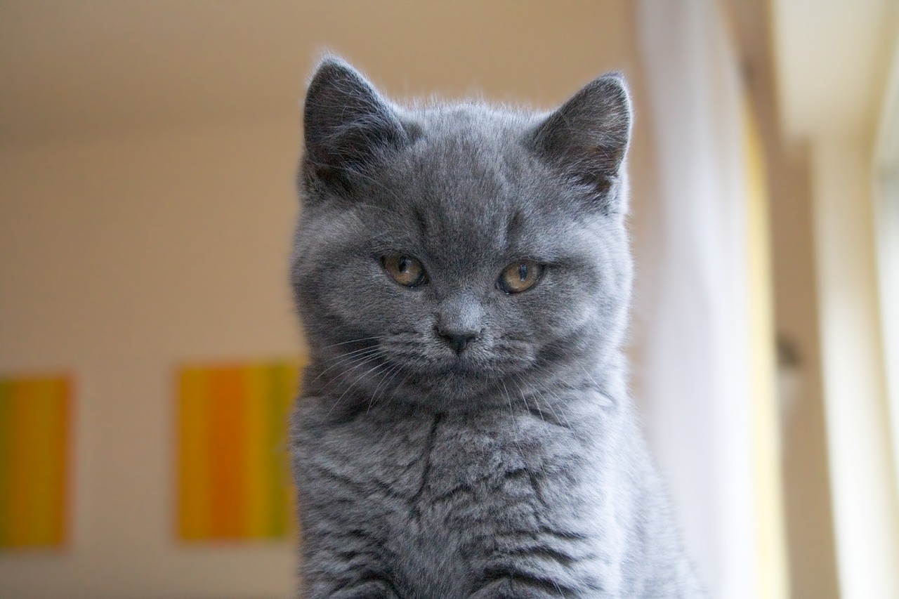Chat gris : Les 7 plus belles races