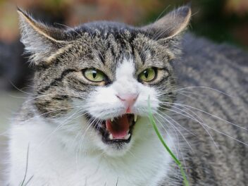 5 signes qui montrent que votre chat ne vous aime pas !