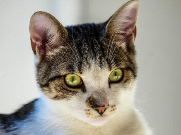 Pourquoi mon chat tremble ?