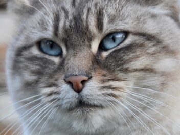 Pourquoi mon chat a la truffe humide ?