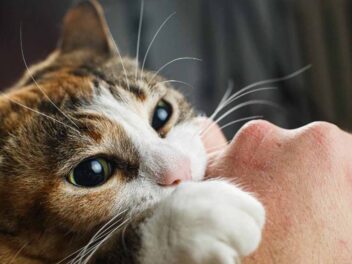 Pourquoi votre chat vous mord ?