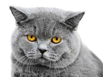 Est-ce que les chats peuvent pleurer ?