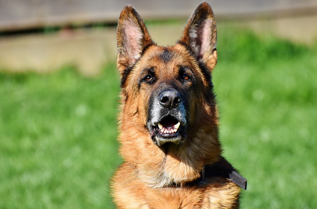 chien ne vous aime pas