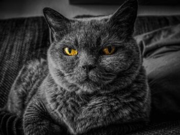 5 choses que vous faites et que votre chat déteste vraiment