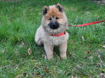 Les meilleures raisons d&rsquo;adopter un chien