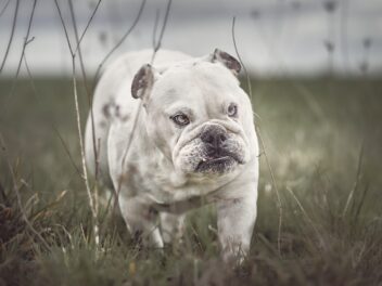 Des experts demandent de ne plus adopter de Bulldog Anglais