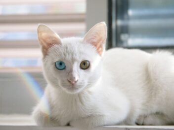 4 solutions pour faire garder son chat pendant les vacances